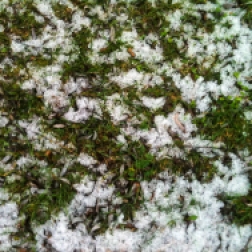 Snow in the grass.