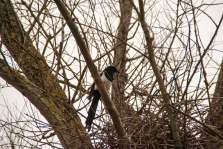 The magpie was busy building his nest and didn´t notice the solar eclipse.